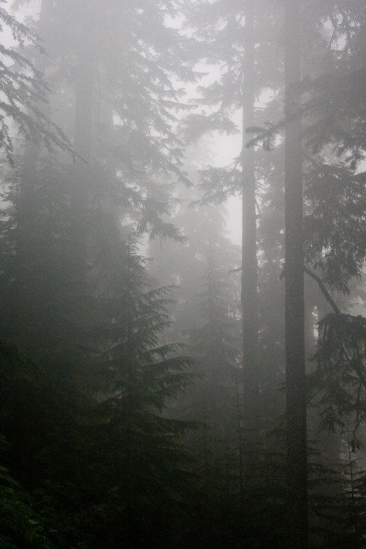 Trees In MIst